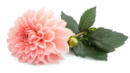 Aufkleber - Soft pink dahlia flower with lush green leaves isolated on a clean white background for floral design and decoration purposes