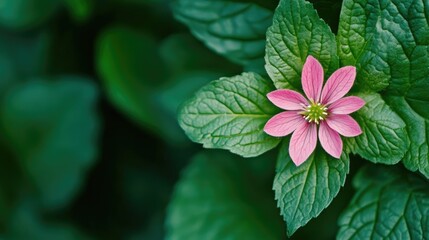 Poster - Pink flower blooming among vibrant green leaves creating a serene natural backdrop for nature and botany themed visuals