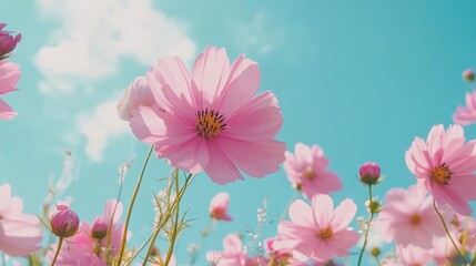 Aufkleber - Close-up of vibrant pink cosmos flowers against a clear blue sky creating a serene and uplifting floral landscape.