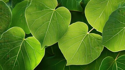 Poster - Vibrant Heart-Shaped Green Leaves Close-Up with Intricate Veins and Natural Illumination