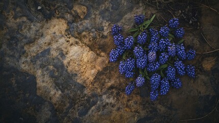 Aufkleber - Overhead view of vibrant blue Muscari flowers on textured natural background showcasing their unique color and detail.
