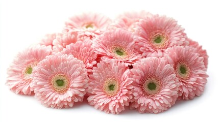 Poster - pink daisies arranged harmoniously on a white background showcasing softness and beauty in floral design for decoration or greeting cards