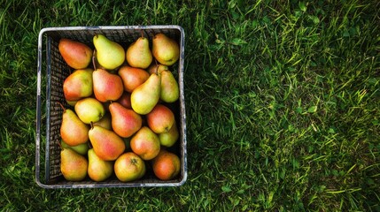 Poster - Overhead view of fresh ripe pears in a metal basket on a lush green grassy field for a natural produce concept