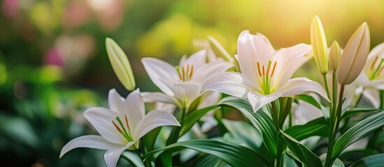 Aufkleber - Serene garden scene with blooming white lilies bathed in warm sunlight showcasing vibrant greenery and a peaceful atmosphere