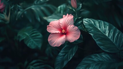 Poster - Delicate pink hibiscus flower amidst lush green foliage in a tranquil garden setting showcasing nature's beauty and tranquility.