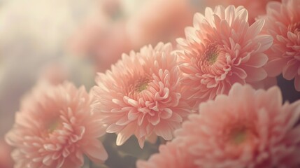 Poster - Soft focus on pink chrysanthemums in a garden showcasing vibrant floral textures and a serene, dreamy atmosphere.