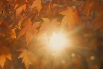 vibrant orange maple leaves hanging from trees, backlit by the soft golden light of an autumn sunset