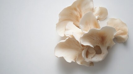 Aufkleber - Fresh oyster mushrooms elegantly arranged on a clean white background showcasing their delicate texture and natural beauty.