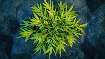 Poster - Overhead view of vibrant green willow leaves on a textured stone surface showcasing nature's beauty and tranquility
