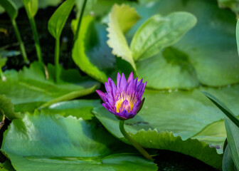 Wall Mural - tropical beautiful flower close up in thailand