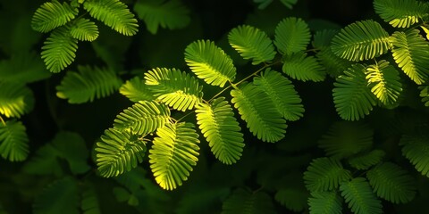 Aufkleber - Mimosa pudica plant features delicate leaves of the sensitive plant set against a natural background, highlighting the unique texture of the Mimosa pudica in its environment.