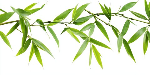 Aufkleber - Isolated bamboo leaves set against a white background, showcasing the delicate structure and vibrant color of bamboo leaves. This image of bamboo leaves includes a clipping path for easy use.