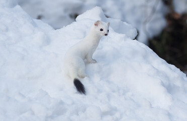 ermine (mustela erminea) ermellino