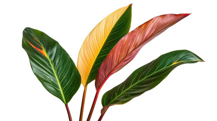 Vibrant Tropical Leaves with Variegated Colors on White Background for Nature and Botanical Themes