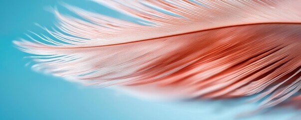 Poster - Feather abstract background concept. Close-up of a delicate pink feather against a soft blue background.