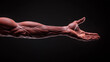 © Dmitry - Close-up of a muscular human arm reaching out against black background
