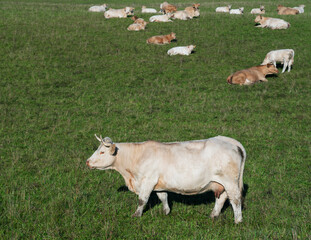 Poster - White cows in the field.