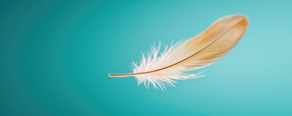 Poster - Feather abstract background concept. A delicate feather resting gracefully on a soft turquoise background.