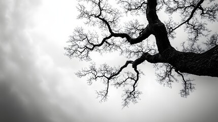 Aufkleber - Abstract Black and White Backgrounds. A striking black and white photo of a large, leafless oak tree reaching towards a cloudy sky. The contrast and dramatic composition create a powerful visual.