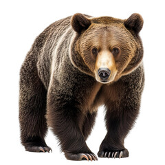 walking brown bear animal wildlife isolated on a white background