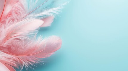 Poster - Feather abstract background concept. Delicate pink feathers on a soft blue background, creating a serene and whimsical effect.
