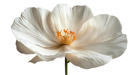 Wall Mural - elegant white flower on a clean backdrop, emphasizing simplicity and purity, creating a serene and m