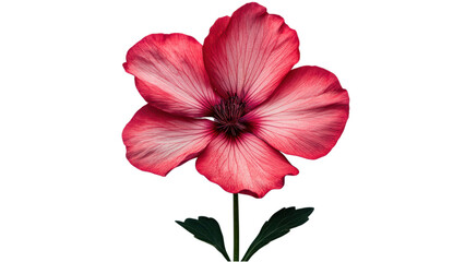 Wall Mural - elegant white flower on a soft minimalist background, showcasing delicate petals and subtle textures