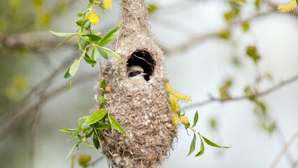 Poster - nest on tree