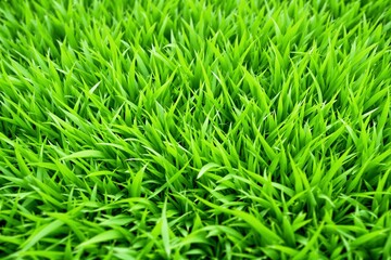 Wall Mural - Fresh green grass blades shown in close-up, vibrant natural style, on a seamless background. Concept of nature, growth, and freshness. Ai generative