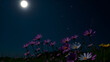 © Nicholas - Cosmos Flowers Bloom Under A Glowing Moonlit Sky With A Smattering Of Stars