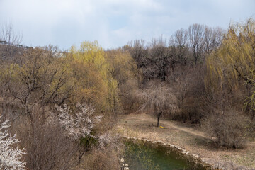 Wall Mural - View of trees along the lake in early spring in Seoul Forest, South Korea