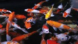 Top view of fancy Koi fish or Japanese Koi carp swimming freely in the healthy pond