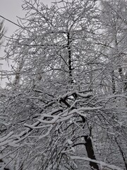 nature in winter, winter, ice, snow, cold, season, white