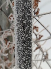 Poster - A tree branch covered in snow and ice