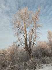 Poster - A tree covered in snow with a blue sky in the background