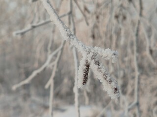 Poster - A branch covered in snow and ice