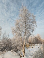 Poster - A tree covered in snow stands in front of a yellow fence