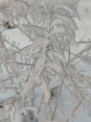 Poster - A branch covered in snow and ice
