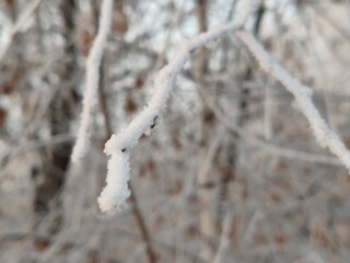 Poster - A branch covered in snow