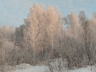 Poster - A snowy forest with trees covered in snow