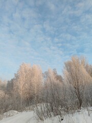 Poster - A snowy forest with trees covered in snow