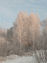 Poster - A tree covered in snow with a bright sun shining on it