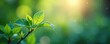© Wachiraporn - Delicate leaves shimmer in a soft focus against an abstract background, art, serene, peaceful
