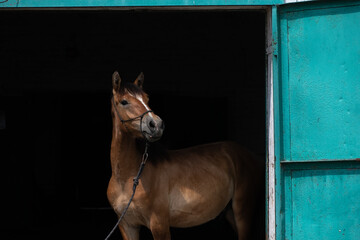 Wall Mural - Beautiful purebred horses on a horse farm in summer.