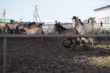 Wall Mural - Beautiful purebred horses on a horse farm in summer.