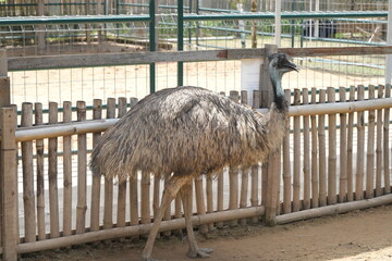 Wall Mural - The emu (Dromaius novaehollandiae) is the second-largest bird in the world after the ostrich and is native to Australia. It is a flightless bird known for its impressive speed, long legs