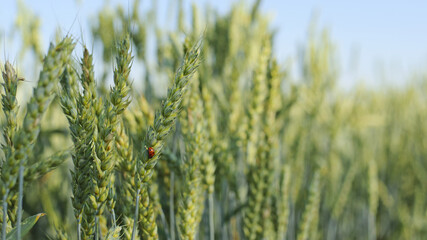Wall Mural - spikelets. ladybug on a field of spikelets. red beetle. Fresh green young unripe juicy spikelets of wheat on a blurred green field. Oats, rye, barley. harvest in spring or summer, closeup of a field