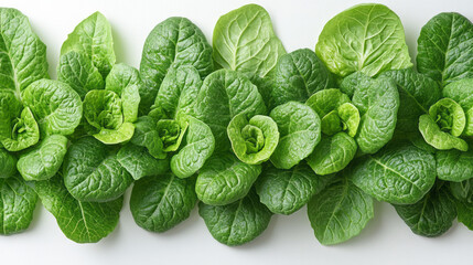 Poster - Minimal overhead shot of romaine lettuce leaves overlapping on a white background,