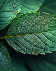 Fototapete - Macro view of peppermint leavesâ€™ veins, highlighting texture and natural geometry,