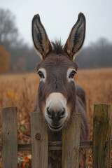 Canvas Print - Eye-level shot of a curious donkey leaning over a fence, ears forward and eyes wide,